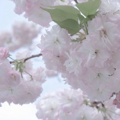 蒙自福瑞交流群